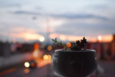 Close-up of potted plant in city at sunset