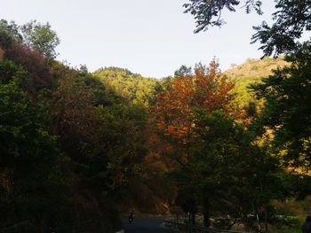 Trees in forest during autumn