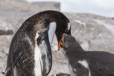 Close-up of penguin