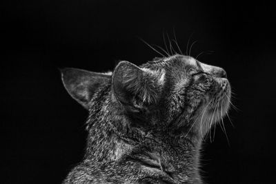 Close-up of a cat looking away