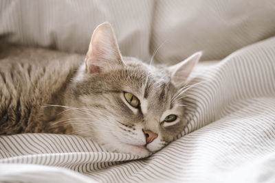 A domestic striped gray cat lie on the bed. the cat in the home interior. 