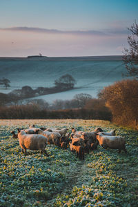 Sheep on landscape against sky during sunset