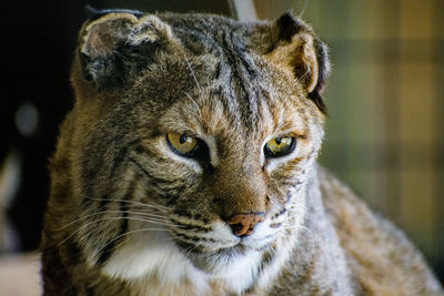 Close-up portrait of a cat