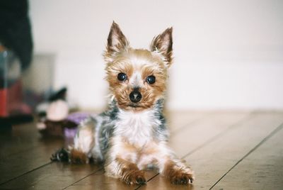 Portrait of dog at home