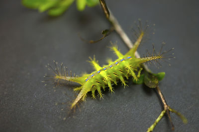 Stinging nettle slug caterpillar