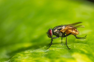 Close-up of fly on leaf