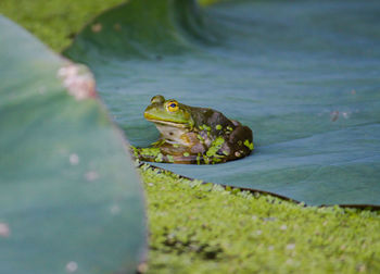 Close-up of frog on lake