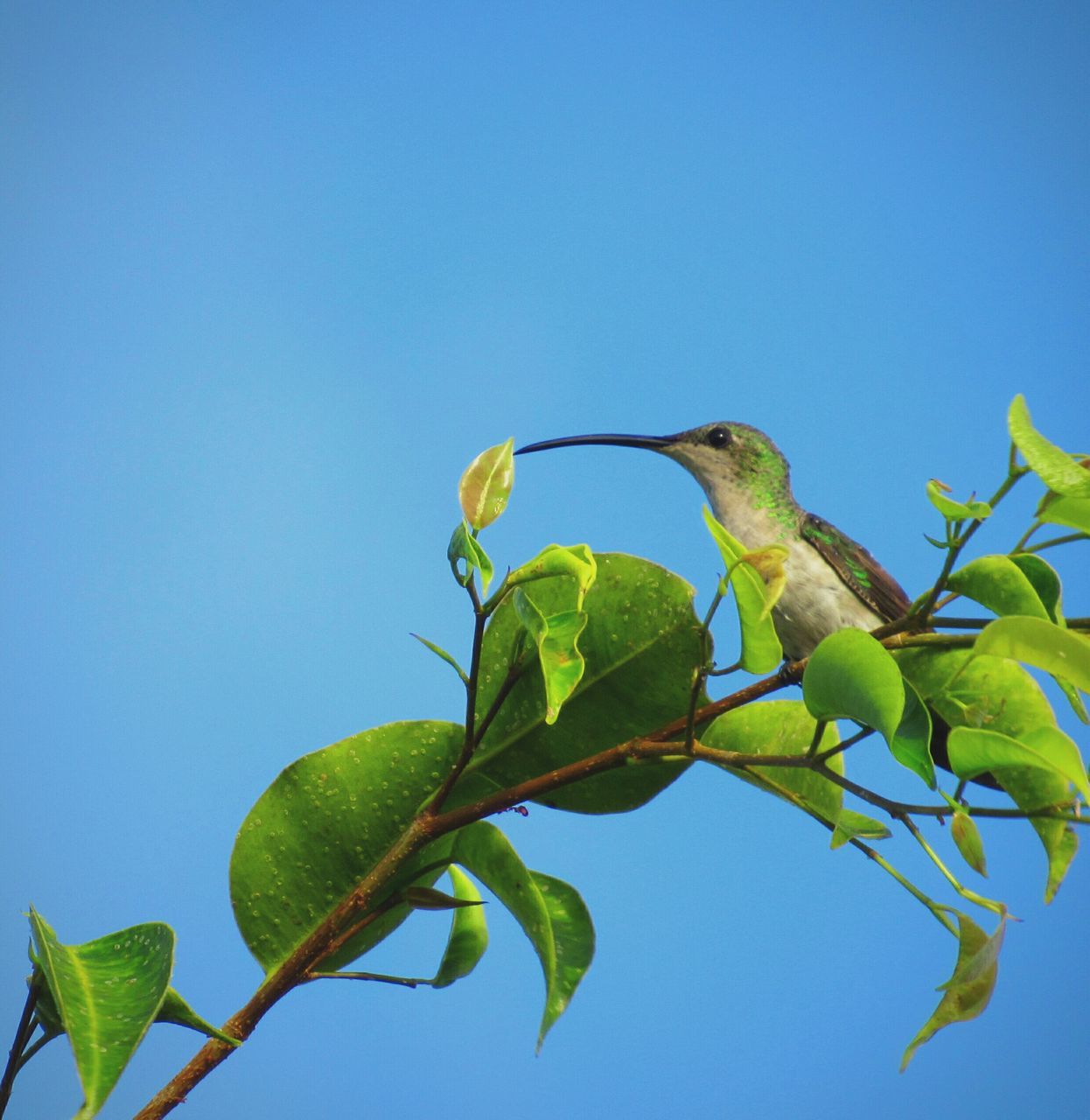 LOW ANGLE VIEW OF BIRD PERCHING ON BRANCH AGAINST CLEAR SKY