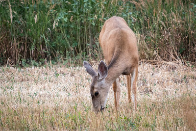 Deer standing on field