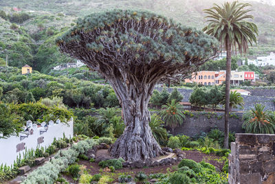 Trees by plants