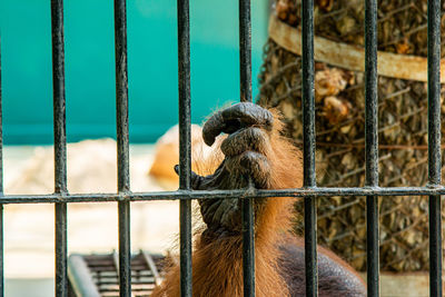 Close-up of monkey in cage at zoo