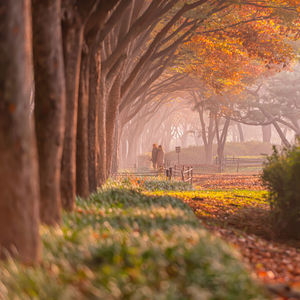 Trees in park