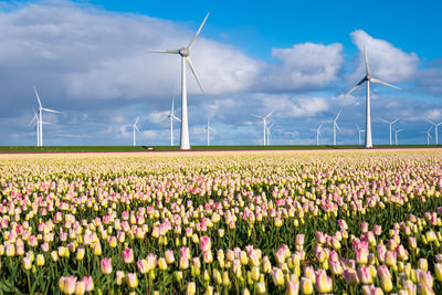 Scenic view of agricultural field against sky