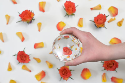 High angle view of hand holding strawberries