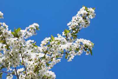 Low angle view of cherry blossom tree against blue sky