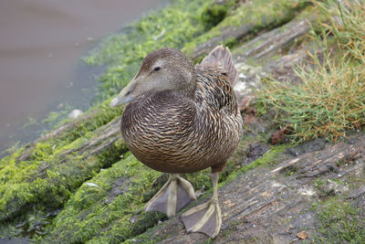 Closeup of eider duck standing at waters edge