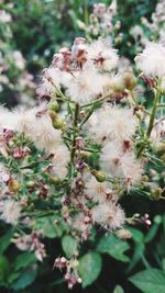 Close-up of white flowers on tree