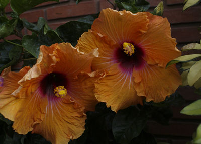 Close-up of hibiscus blooming outdoors