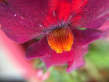 Extreme close-up of red flower