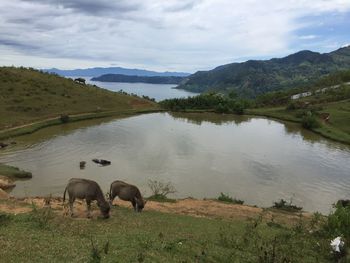 View of sheep in water against sky