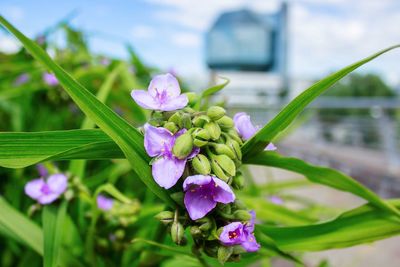 Close-up of purple flowering plant