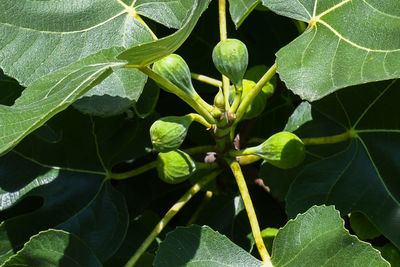 Close-up of fresh green plant