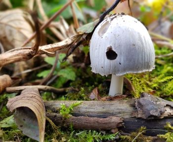 Close-up of mushroom on wood