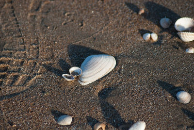 Close-up of snail on beach