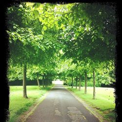 Empty road amidst trees