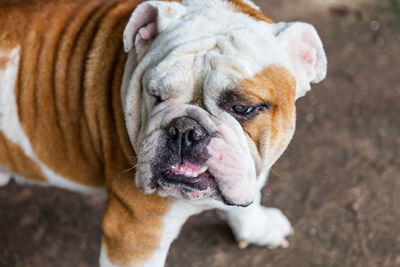 Close-up portrait of a dog