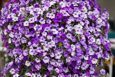 Close-up of purple flowering plants