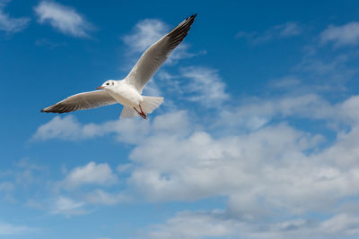 Low angle view of seagull flying against sky