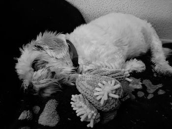 High angle view of dog sleeping