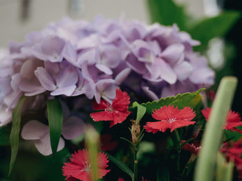 Close-up of red flowering plant