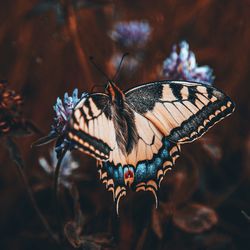 Close-up of butterfly pollinating flower