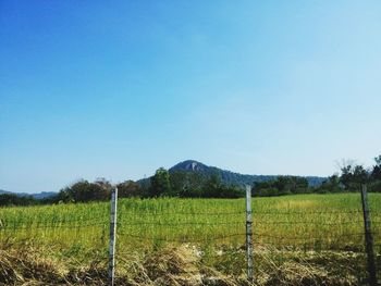 Scenic view of grassy field against clear sky