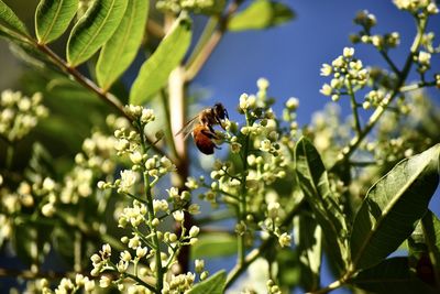 Bee pollinating flower