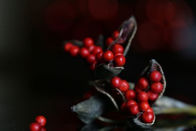 Close-up of cherries