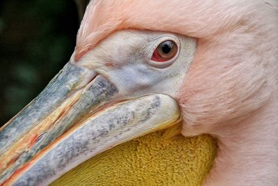 Cropped image of pink pelican