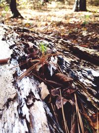 Close-up of tree trunk in forest