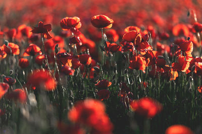 Close-up of red poppy flowers on field