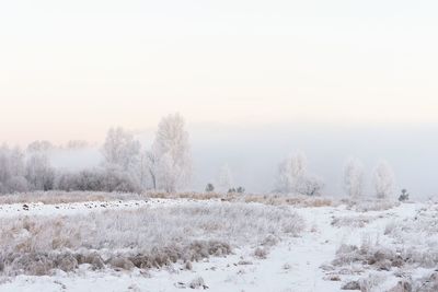 Trees on snow covered field against sky