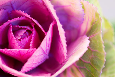 Close-up of pink rose