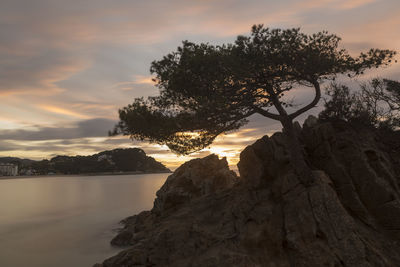 Tree by rocks against sky during sunset