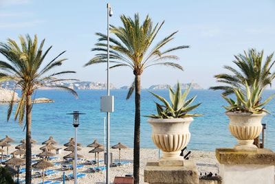 Potted plants on beach against sky