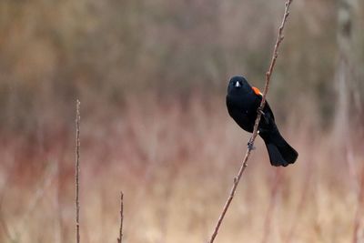 Close-up of bird perching outdoors