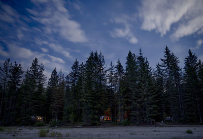 Pine trees in forest against sky