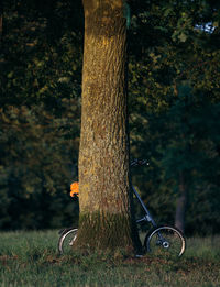 Bicycle behind tree trunk on field