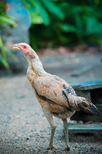 Close-up of a bird