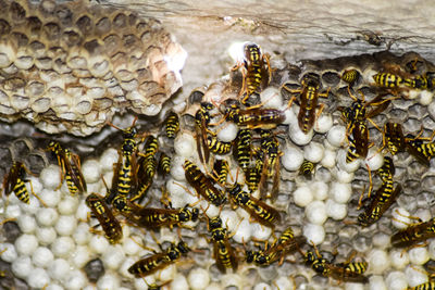 Close-up of bees on water